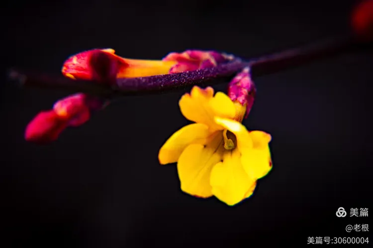 迎春花开喜迎春